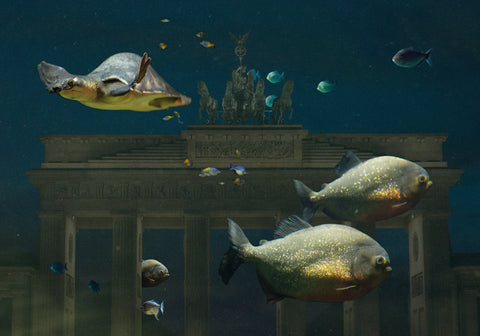 Druck - Brandenburger Aquarium