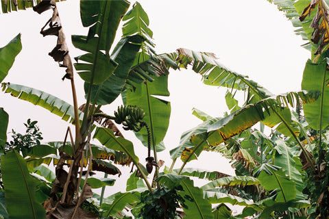 As bananeiras