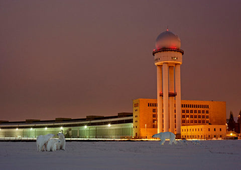 Druck - Eisbären auf dem Tempelhofer Feld