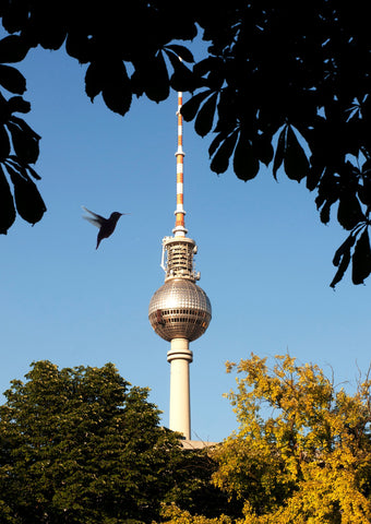 Kolibri im Mon-Bijou Park
