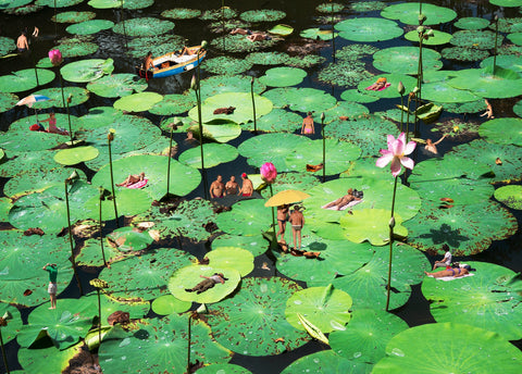 frogs