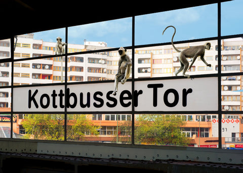 Affen am Kotti