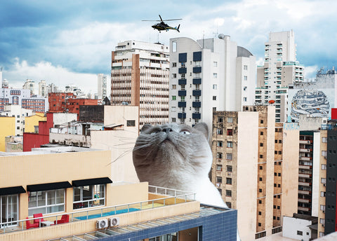 Kuna in São Paulo