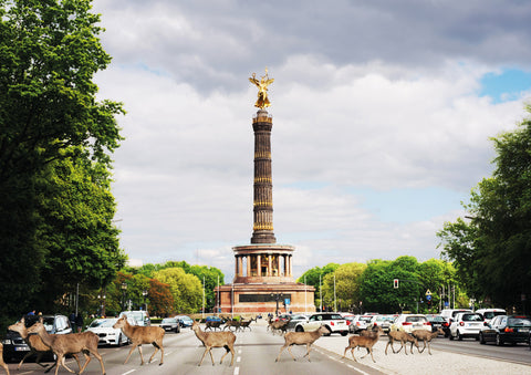 Druck - Hirsche im Tiergarten