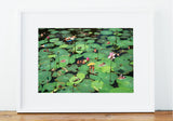 Photo Print-Frogs